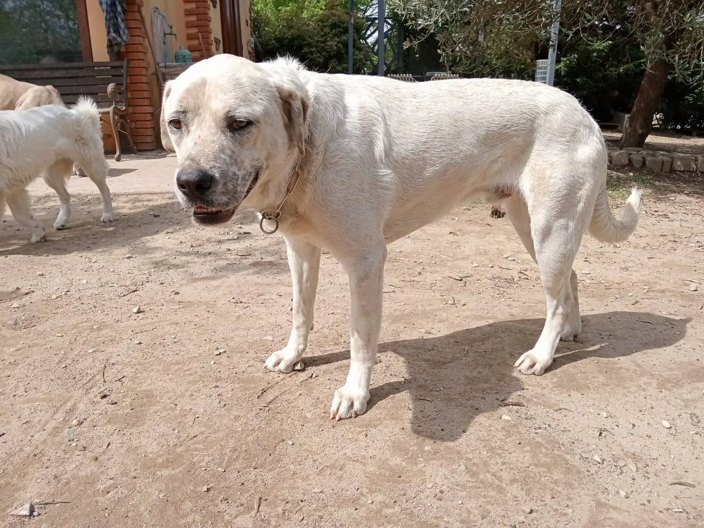 Adotta un cane, maschio, 3 anni e 5 mesi, Pavia