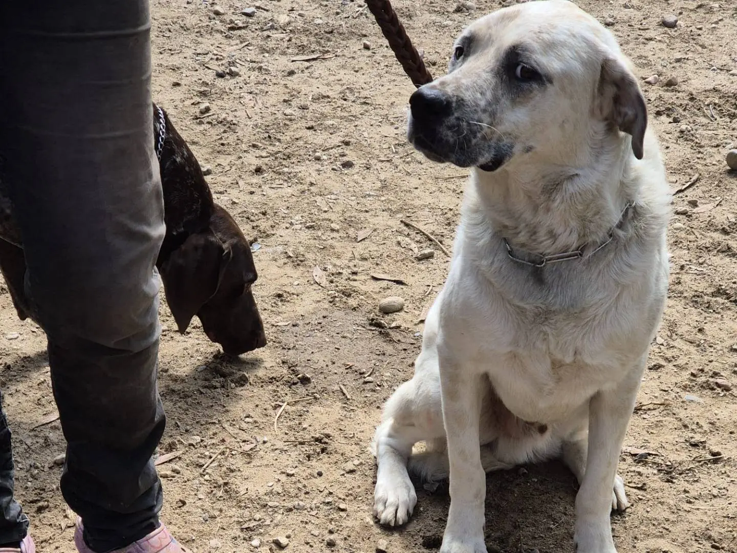 Adotta il cane Blanco a Pavia