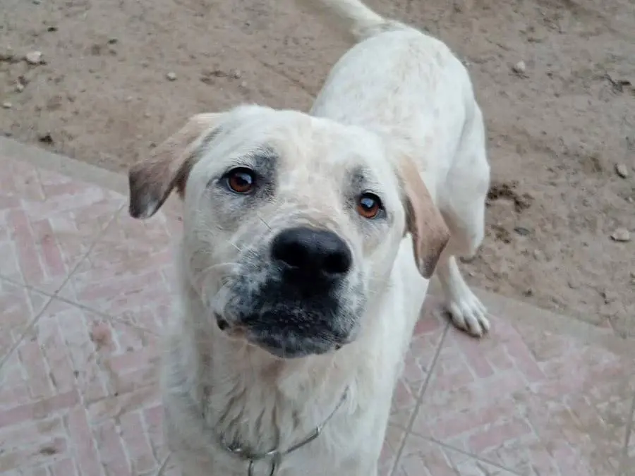 Adozione cane, maschio, Corso Setter Inglese, 3 anni e 5 mesi, taglia grande, Pavia