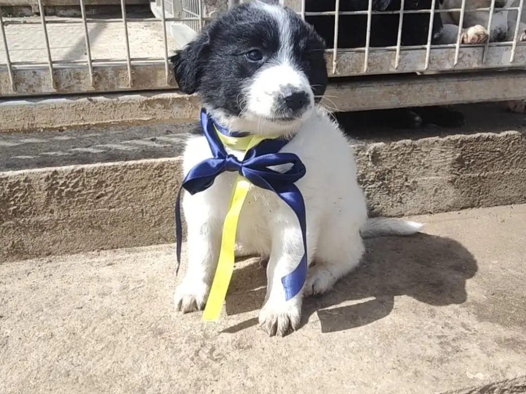 Adozione cane, maschio, Razza sconosciuta Razza sconosciuta, 9 mesi, taglia media, Vibo