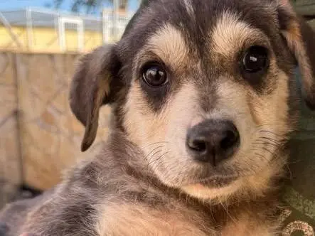Adozione cane, maschio, Razza sconosciuta Razza sconosciuta, 11 mesi, taglia media, Matera