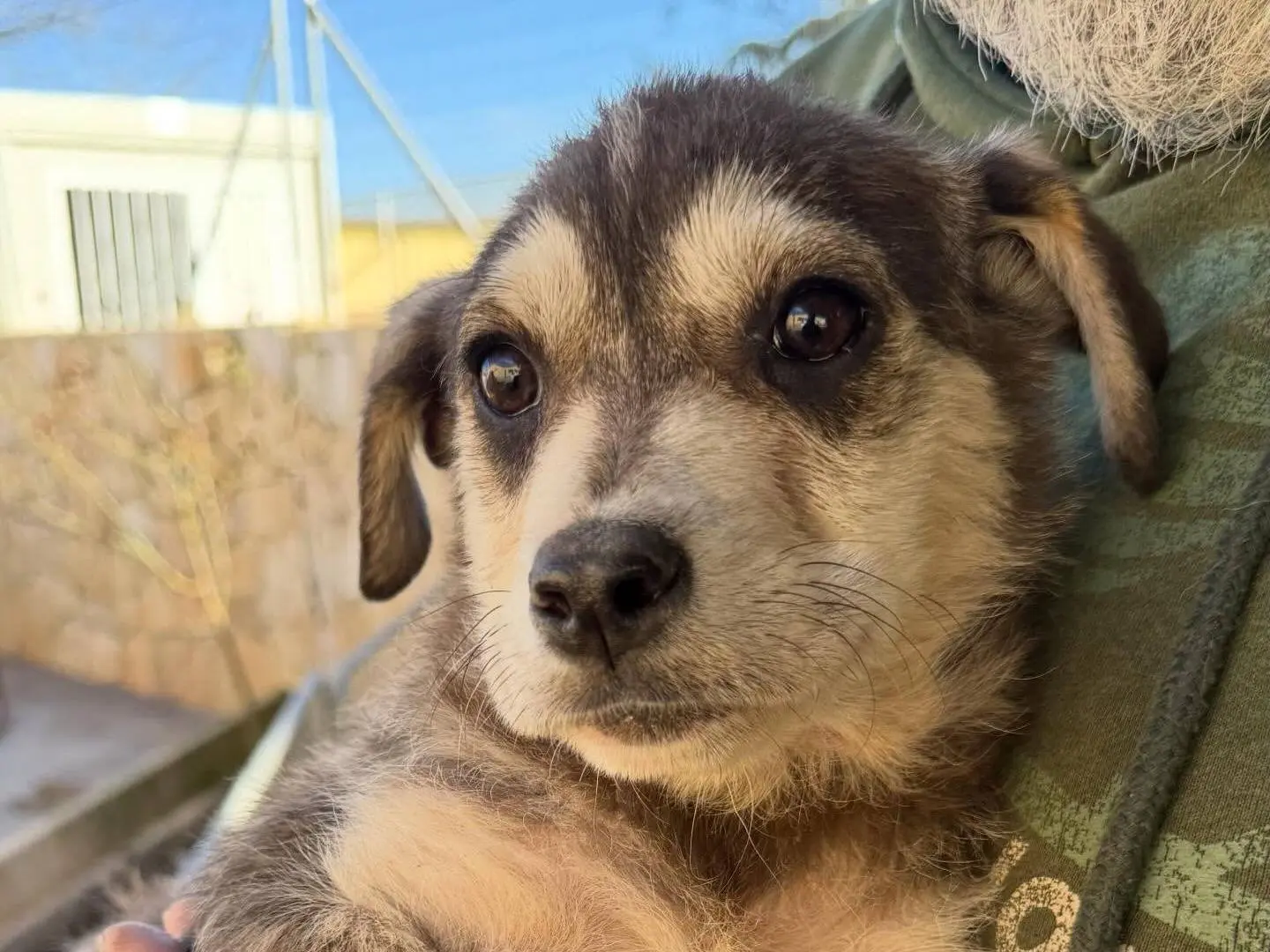 Adotta un cane, maschio, 11 mesi, Matera