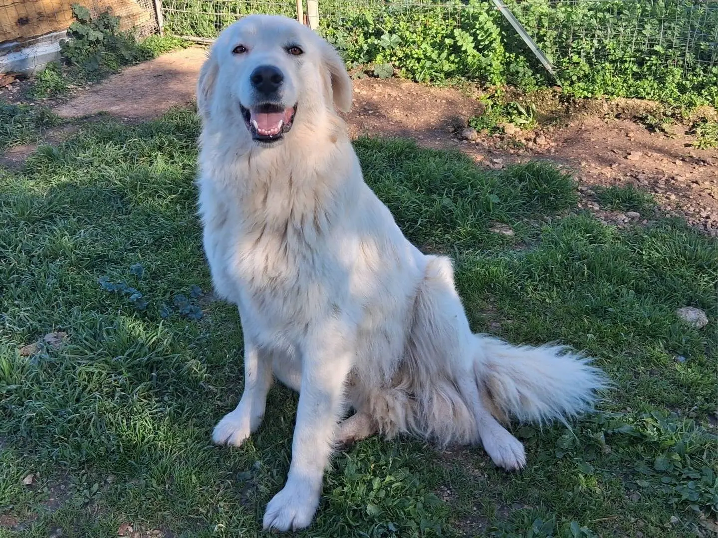 Adozione cane, maschio, Pastore maremmano Razza sconosciuta, 2 anni e 9 mesi, taglia grande, Taranto