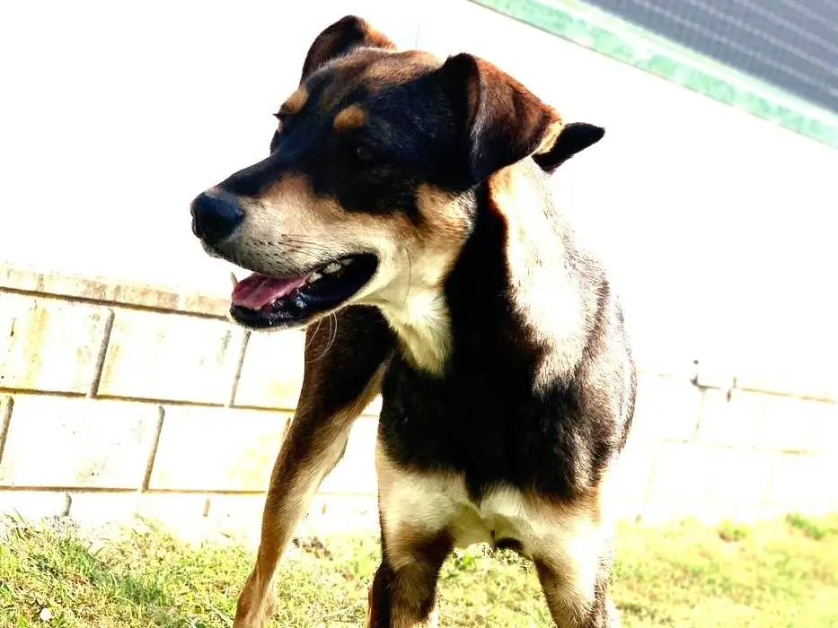 Adotta un cane, maschio, 3 anni e 6 mesi, Como