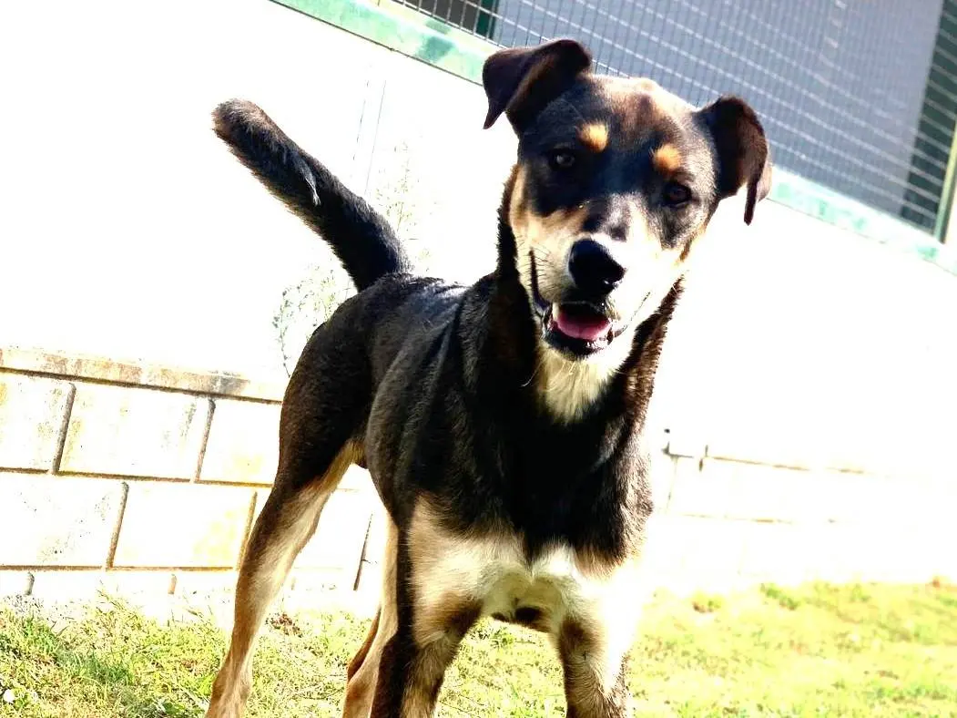 Adozione cane, maschio, Razza sconosciuta Razza sconosciuta, 3 anni e 6 mesi, taglia media, Como