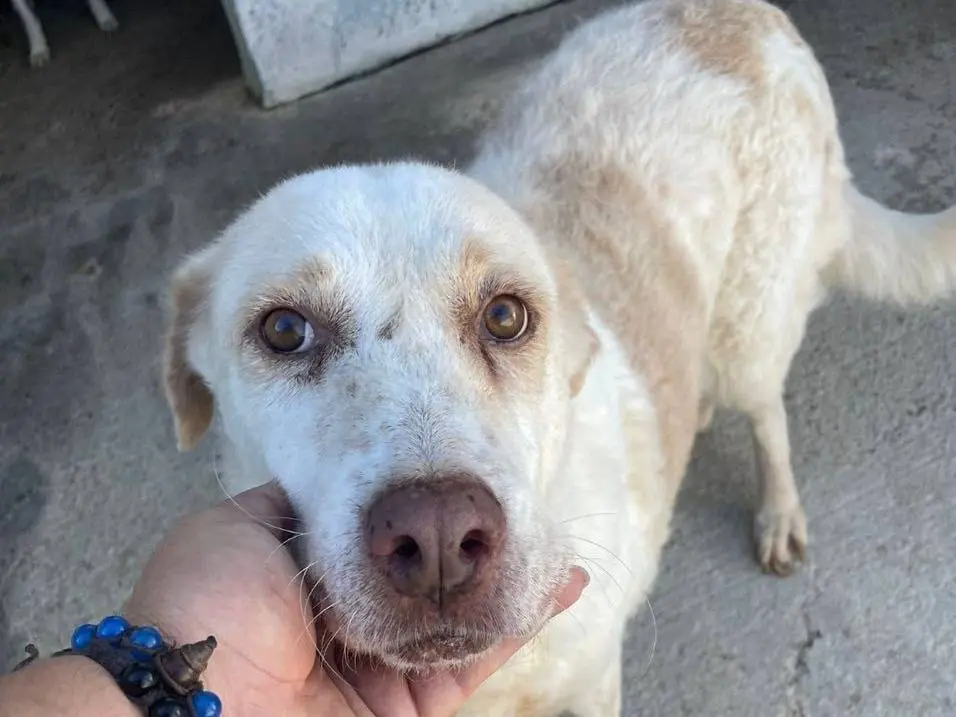 Adozione cane, femmina, Razza sconosciuta Razza sconosciuta, 11 anni e 4 mesi, taglia media, Crotone