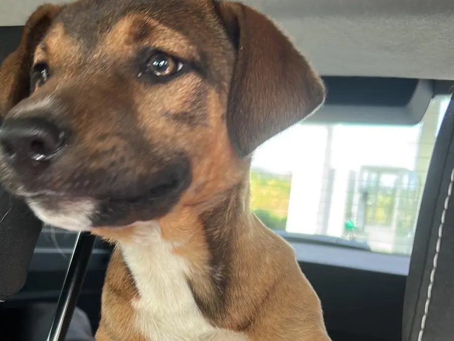 Adozione cane, femmina, Pastore tedesco Razza sconosciuta, 11 mesi, taglia media, Siracusa