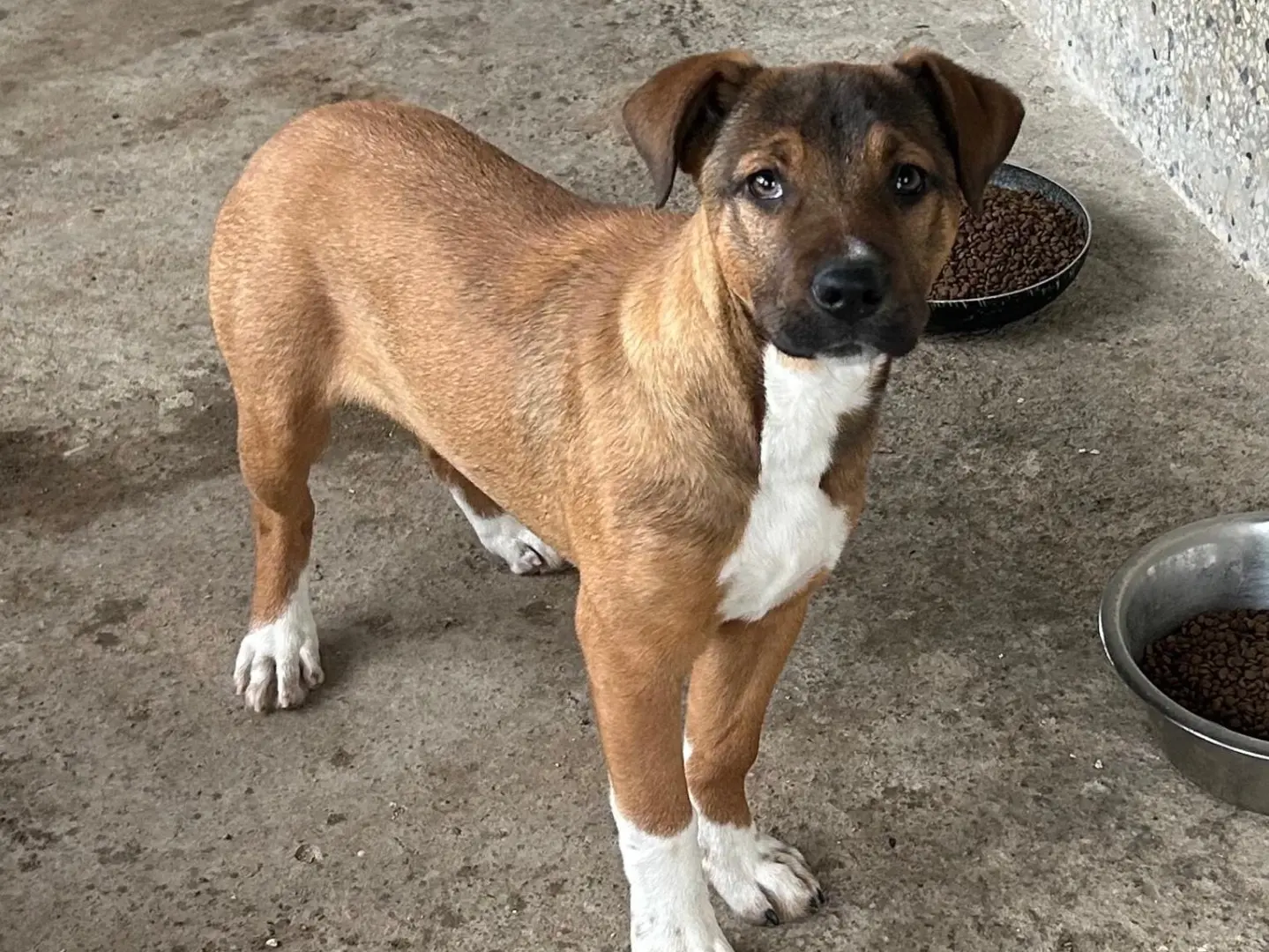 Adotta un cane, taglia media, femmina, Siracusa