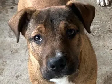 Adotta un cane, femmina, 11 mesi, Siracusa