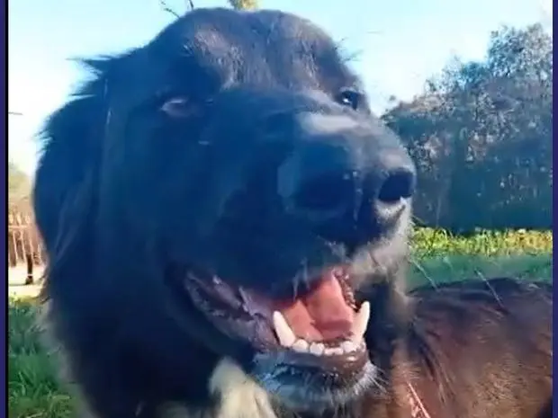 Vuoi adottare un cane a Caserta?