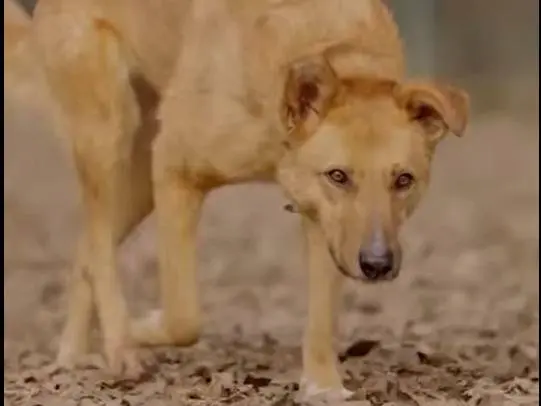 Vuoi adottare un cane a Brescia?