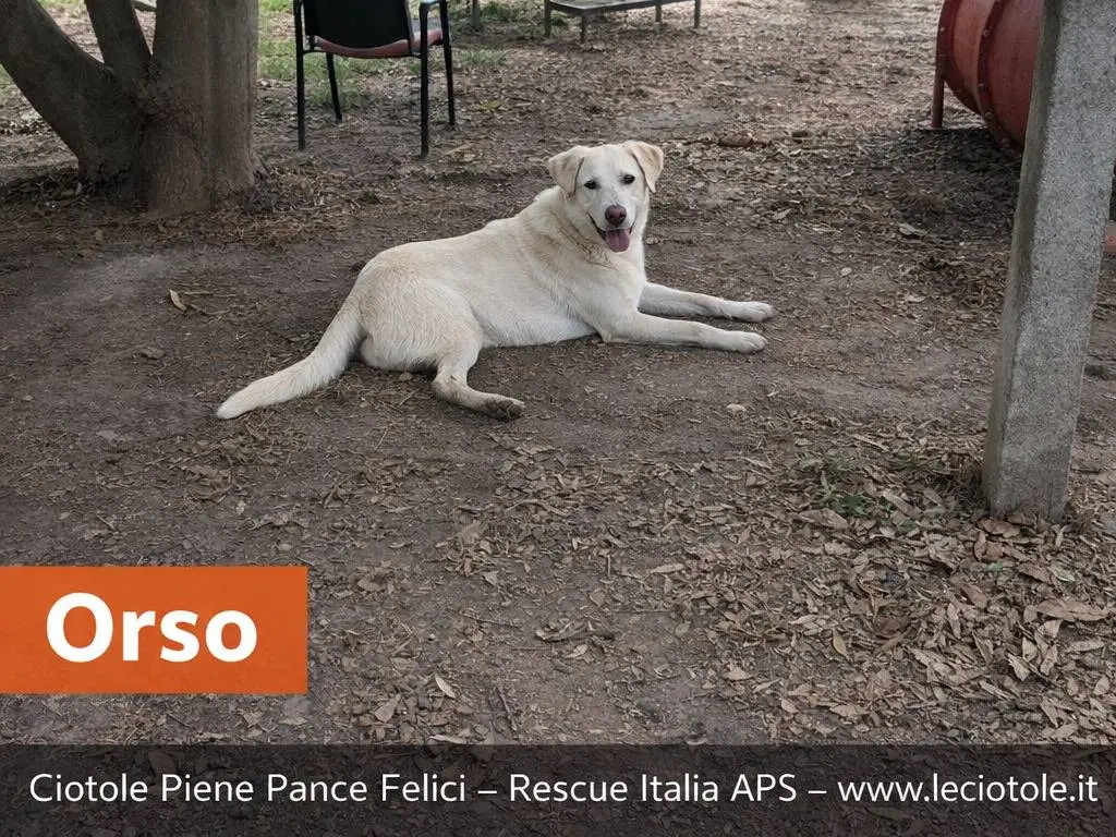 Foto 2 dell'animale