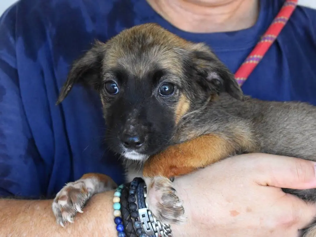 Vuoi adottare un cane a Roma?