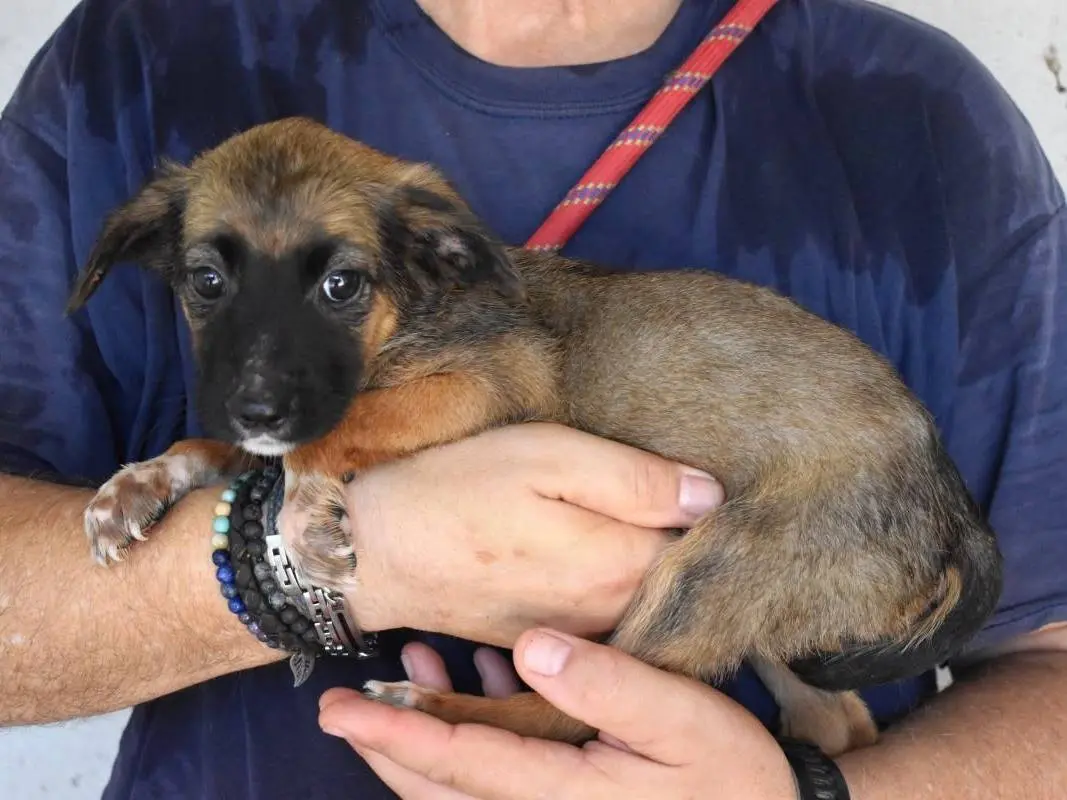 Adotta un cane, femmina, 6 mesi, Roma