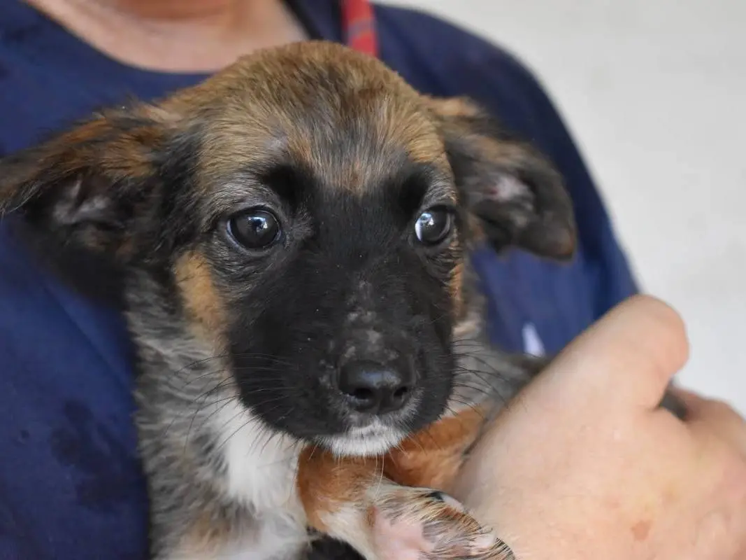 Adozione cane, femmina, Razza sconosciuta Razza sconosciuta, 6 mesi, taglia media, Roma