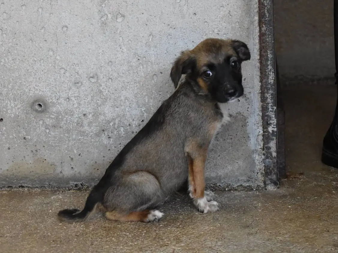 Adotta un cane, taglia media, femmina, Roma