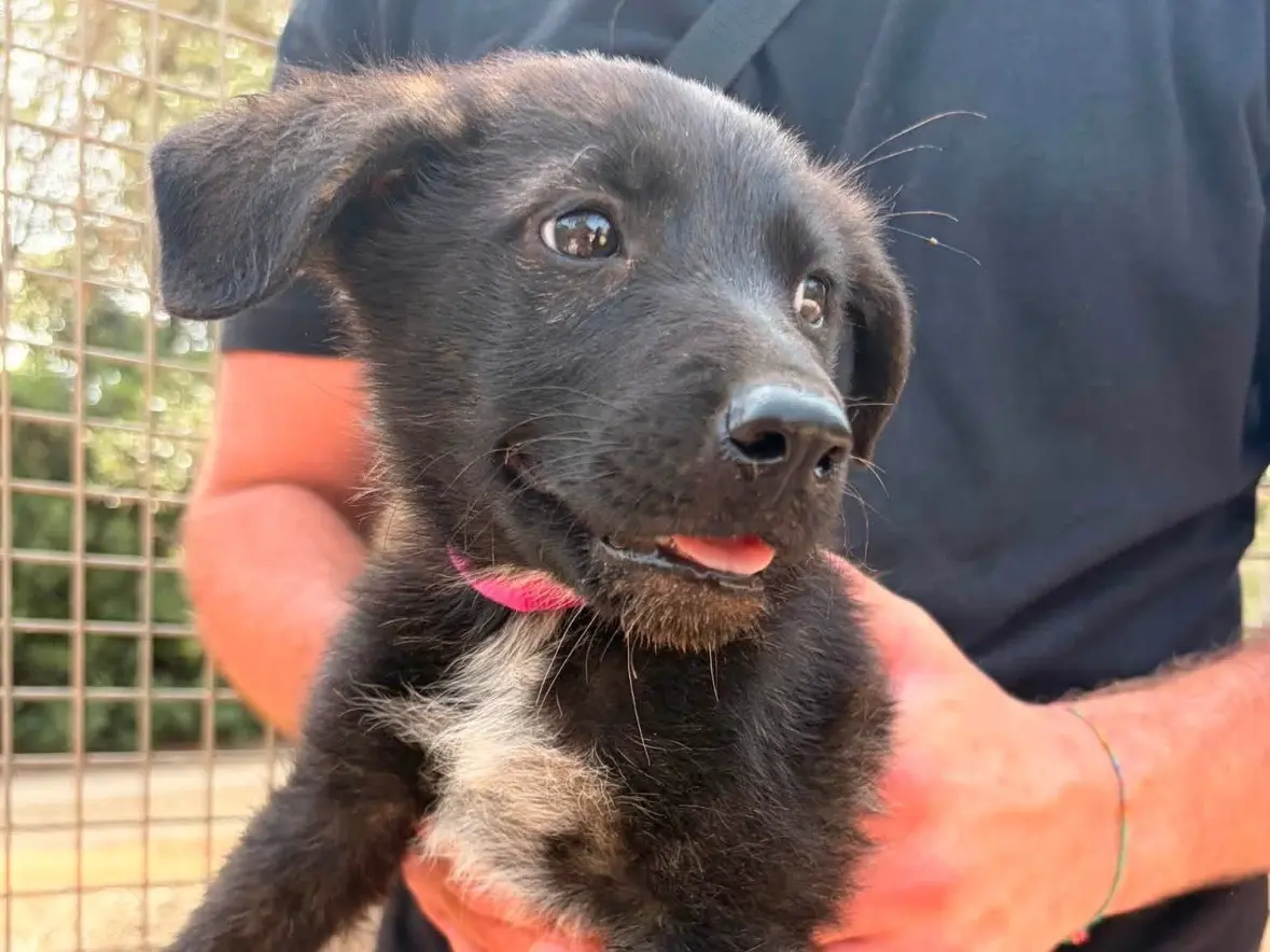 Adotta un cane, femmina, 5 mesi, Taranto