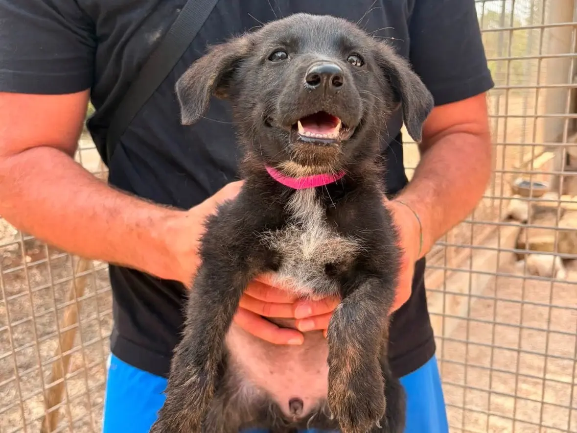 Adozione cane, femmina, Razza sconosciuta Razza sconosciuta, 5 mesi, taglia media contenuta, Taranto