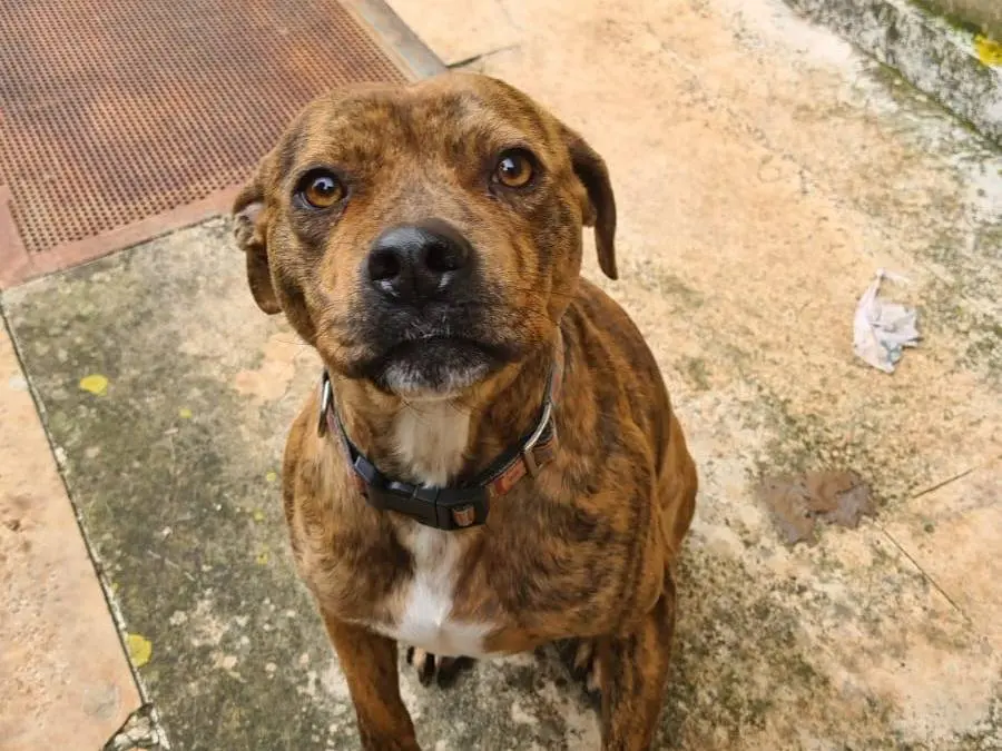 Vuoi adottare un cane a Bari?