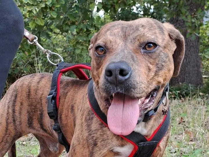 Adotta un cane, maschio, 4 anni e 1 mese, Bari