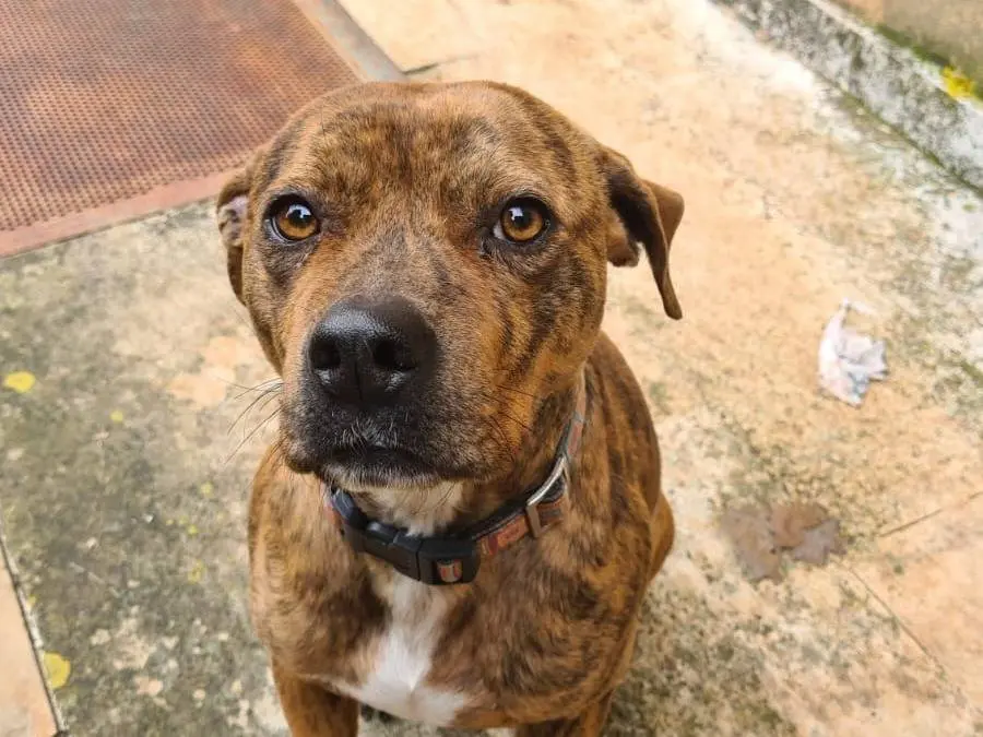 Adozione cane, maschio, American Staffordshire Terrier Razza sconosciuta, 4 anni e 1 mese, taglia media, Bari