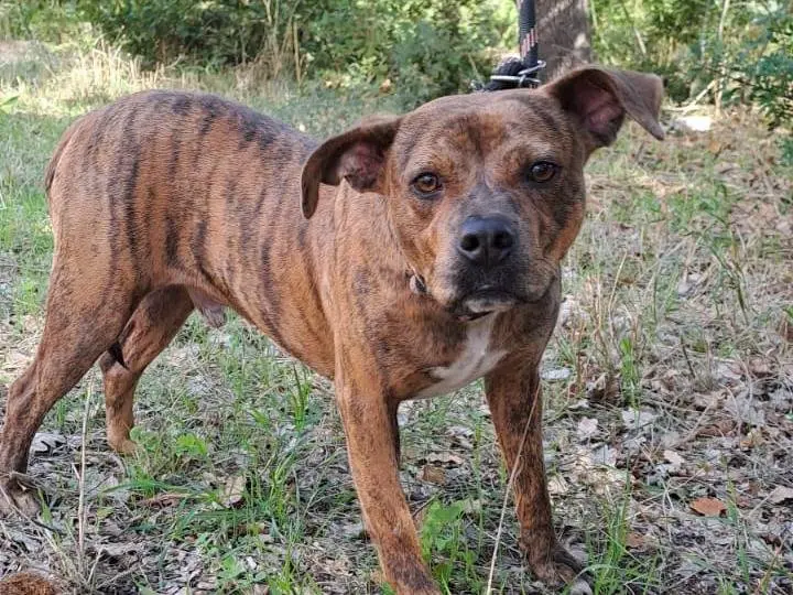 Adotta un cane, taglia media, maschio, Bari