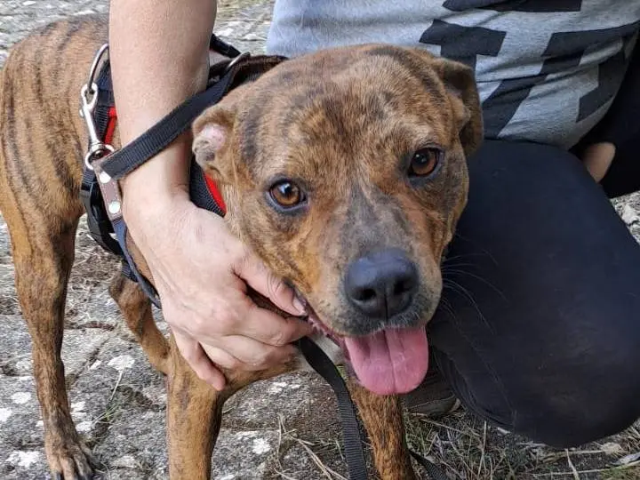 Adotta il cane Charly a Bari