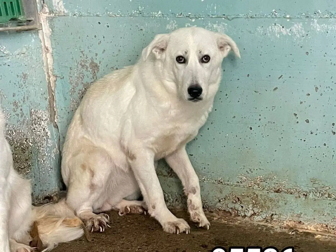 Adozione cane, femmina, Razza sconosciuta Razza sconosciuta, 2 anni e 10 mesi, taglia media, Crotone