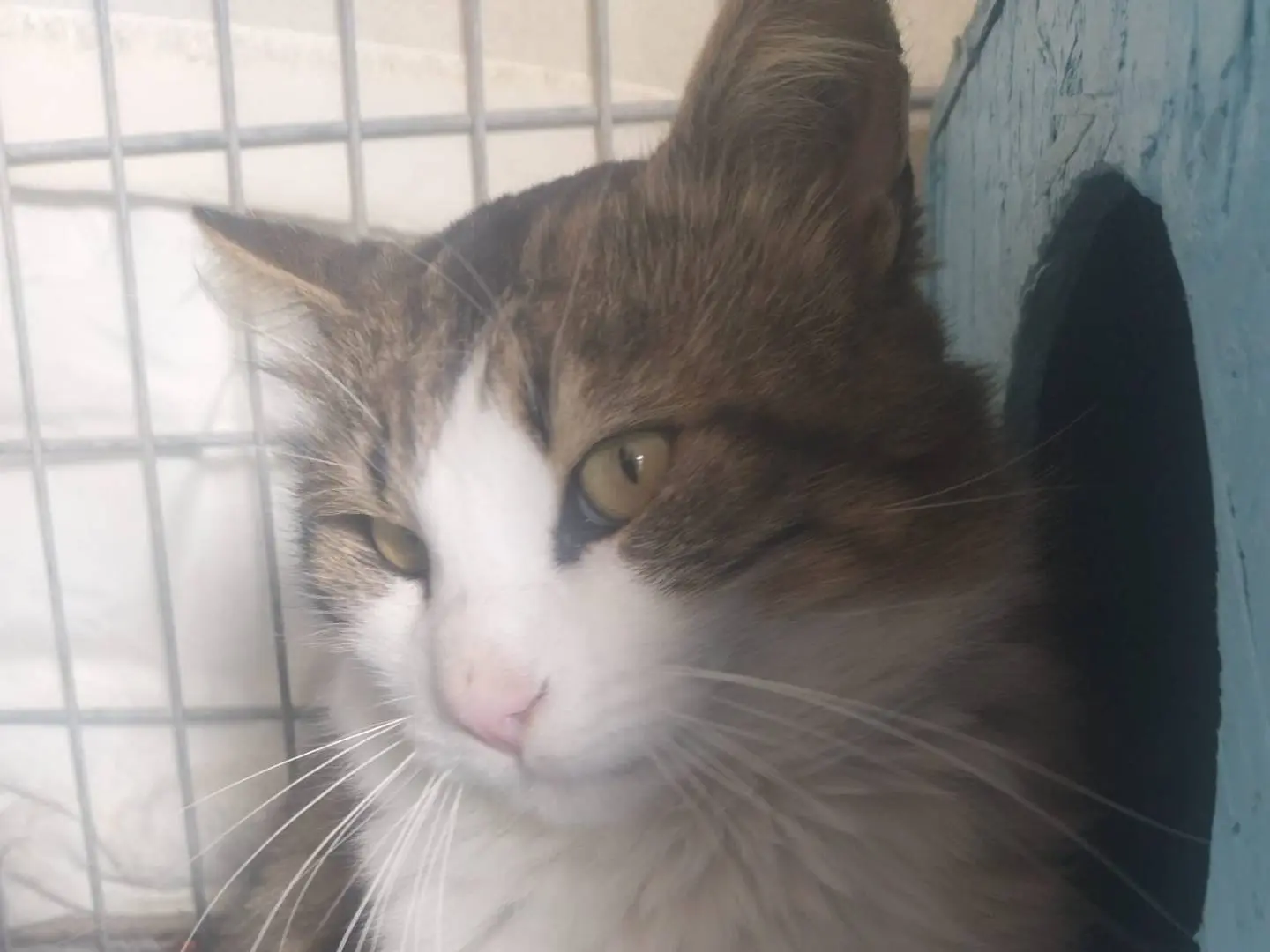 Adozione gatto, maschio, Razza sconosciuta Razza sconosciuta, 4 anni e 10 mesi, taglia non valida, Latina
