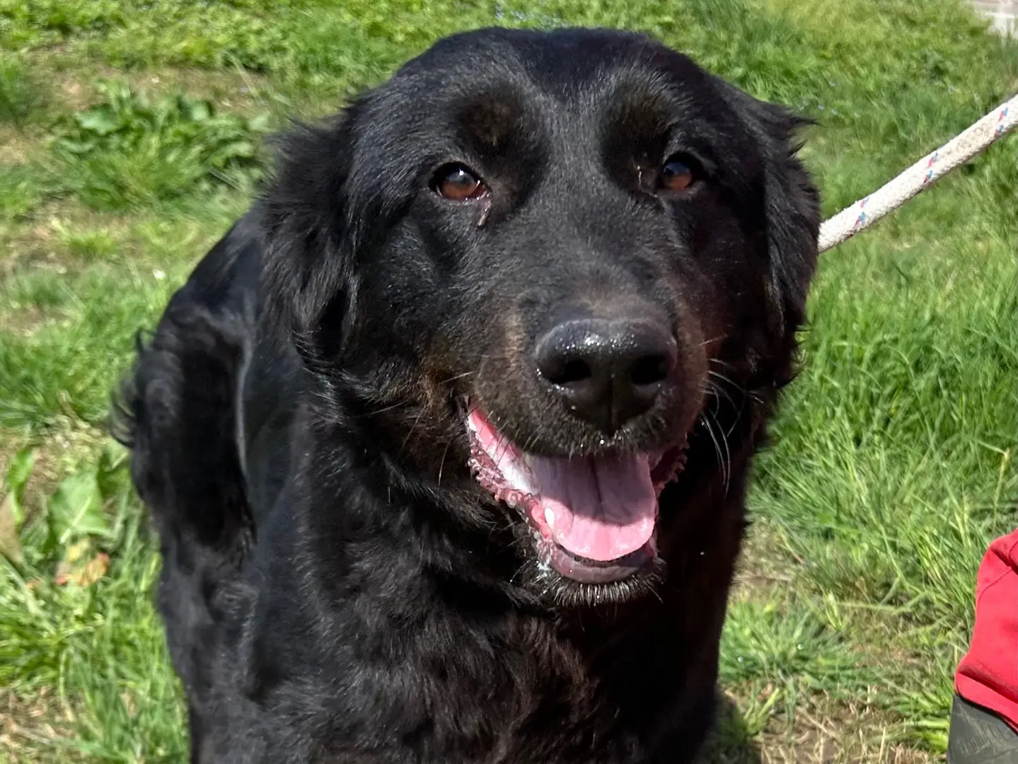 Adotta il cane Antonia a Latina