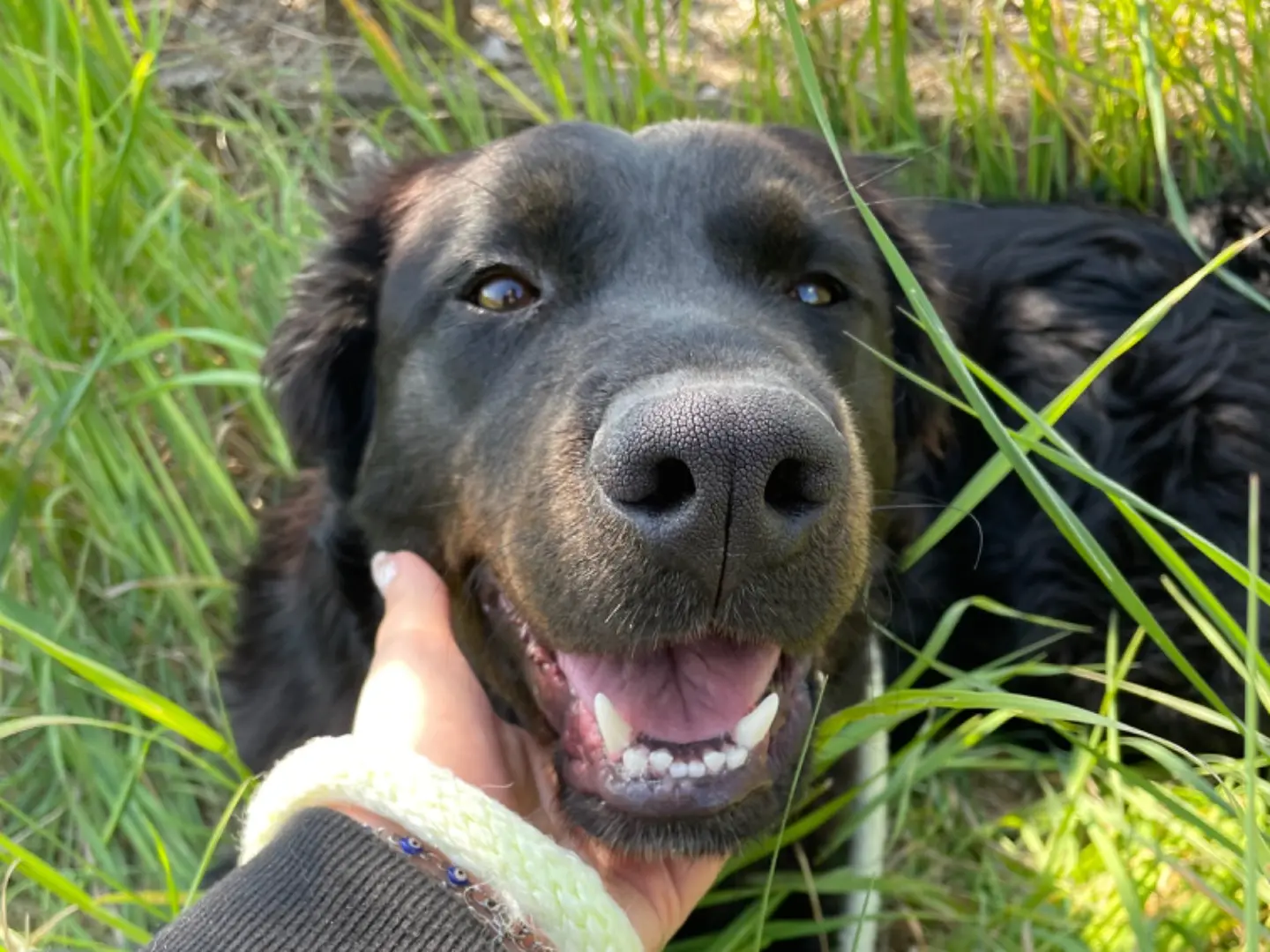 Adozione cane, femmina, Razza sconosciuta Razza sconosciuta, 2 anni e 3 mesi, taglia media, Latina