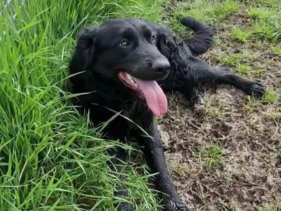 Vuoi adottare un cane a Latina?