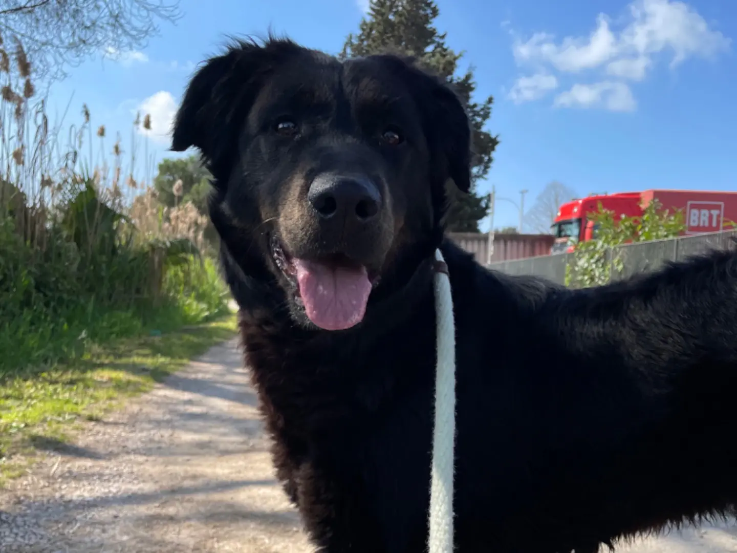Adotta un cane, femmina, 2 anni e 3 mesi, Latina
