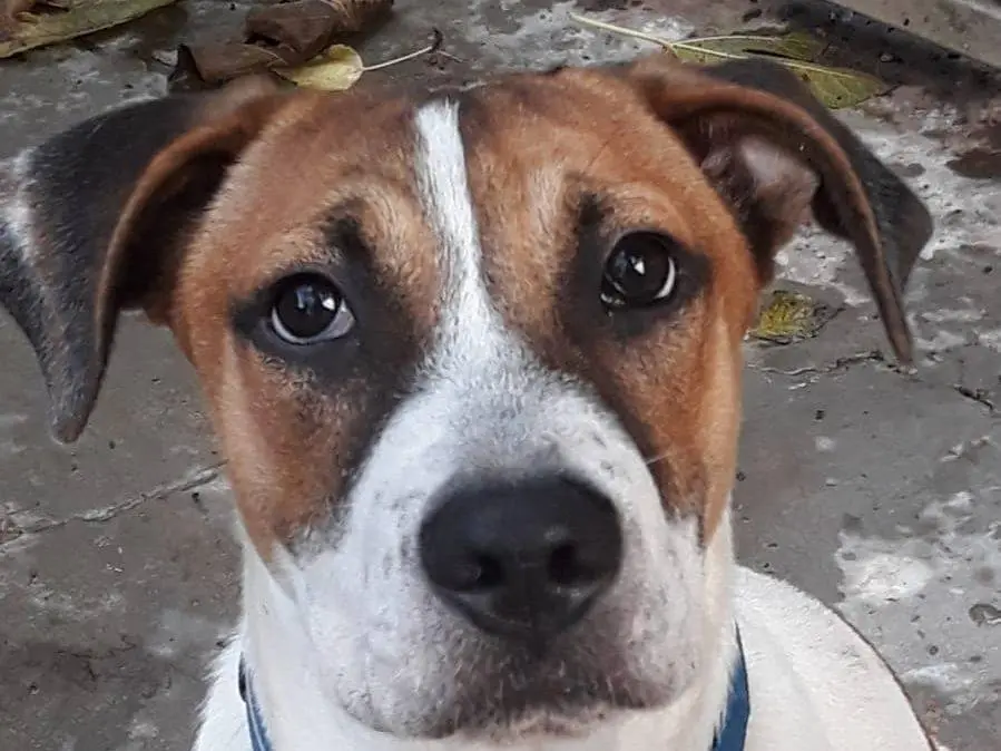 Vuoi adottare un cane a Modena?