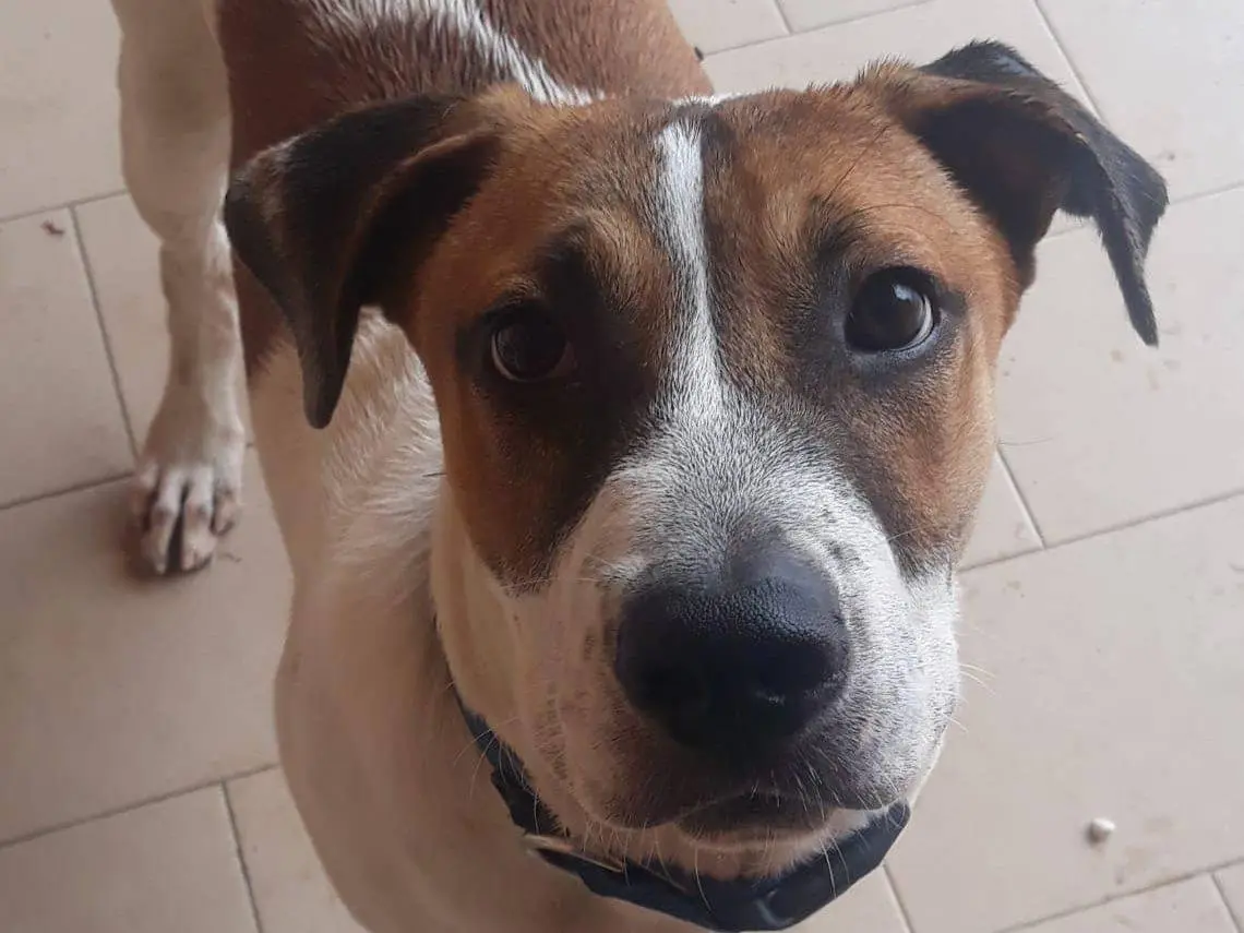Adotta il cane KEBAB a Modena