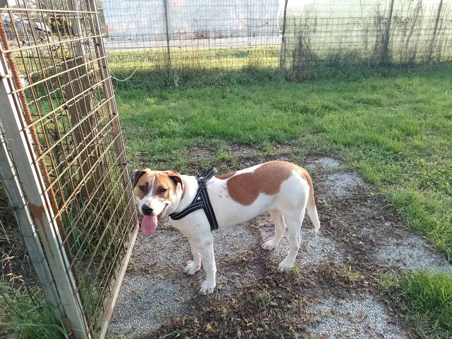 Adotta un cane, maschio, 2 anni e 4 mesi, Modena