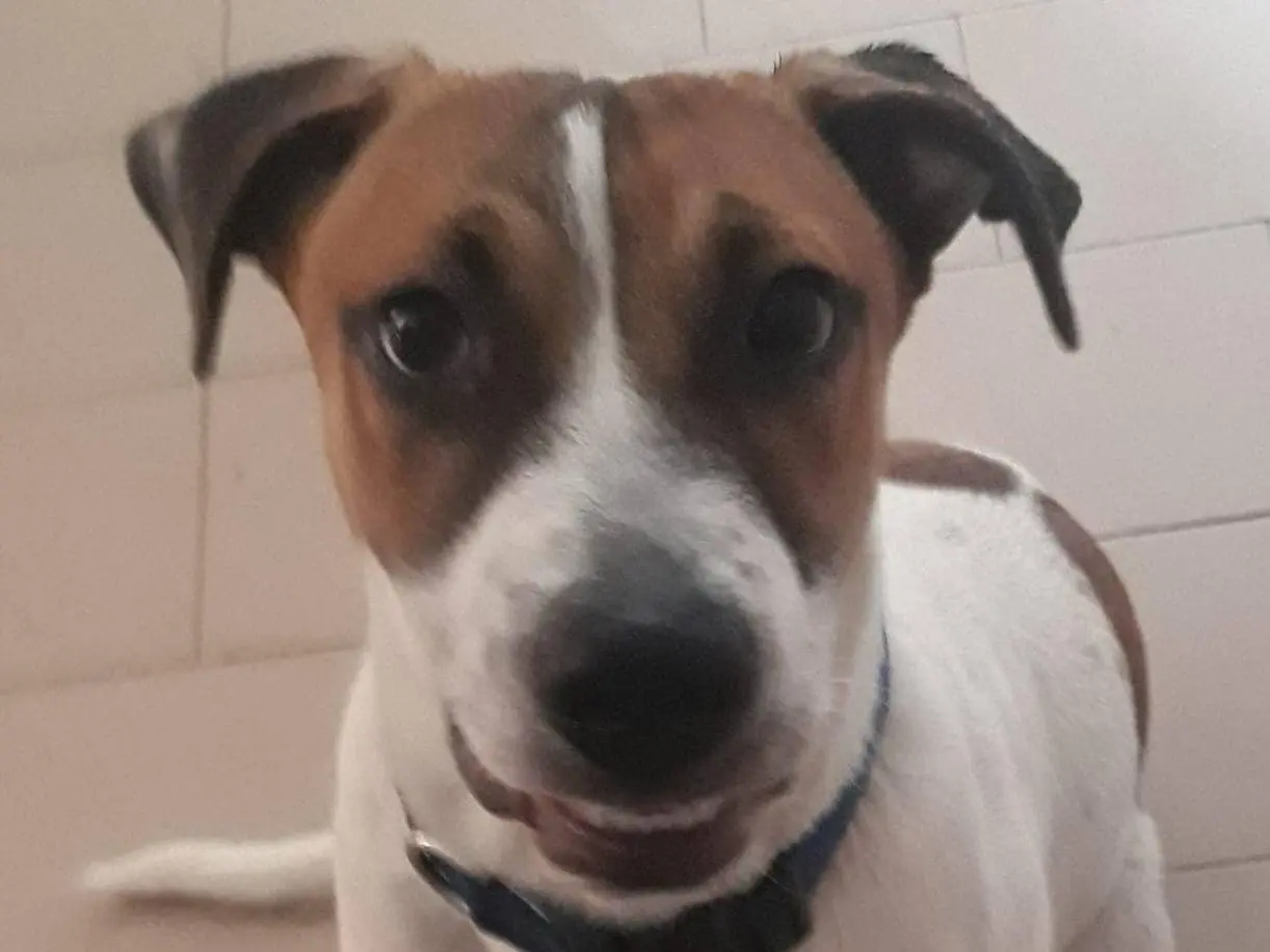 Adozione cane, maschio, Razza sconosciuta Razza sconosciuta, 2 anni e 4 mesi, taglia media, Modena