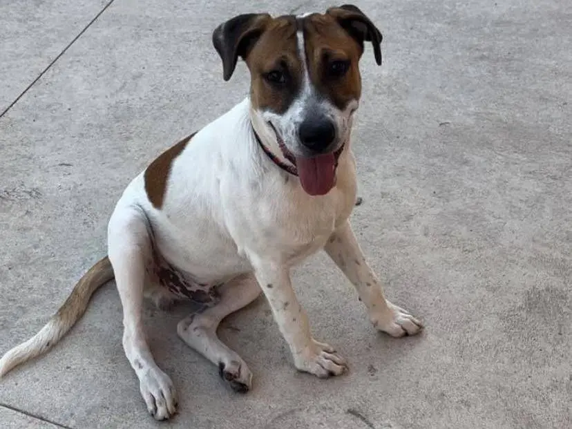 Adotta un cane, taglia media, maschio, Modena