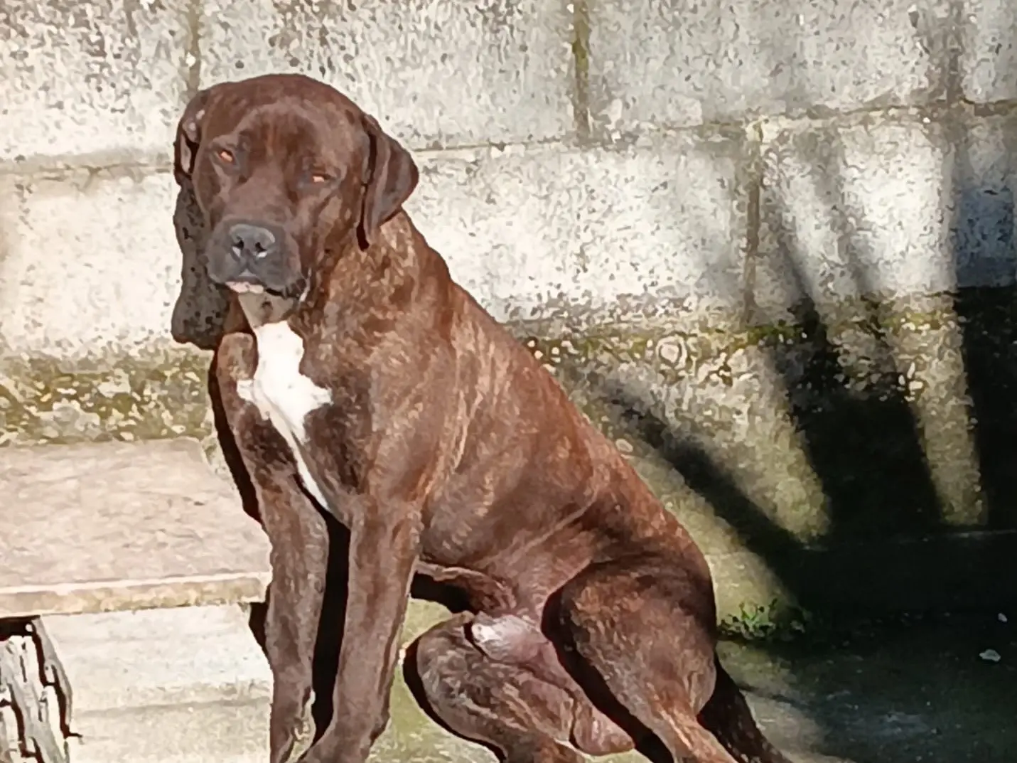 Adozione cane, maschio, Corso, 5 anni e 7 mesi, taglia grande, Roma
