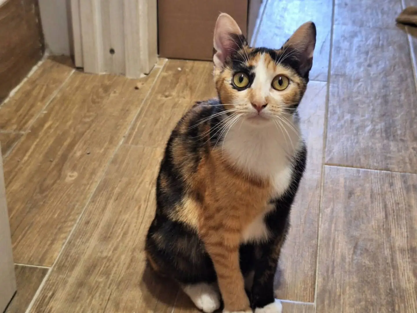 Adozione gatto, femmina, Razza sconosciuta Razza sconosciuta, 4 mesi, taglia non valida, Napoli
