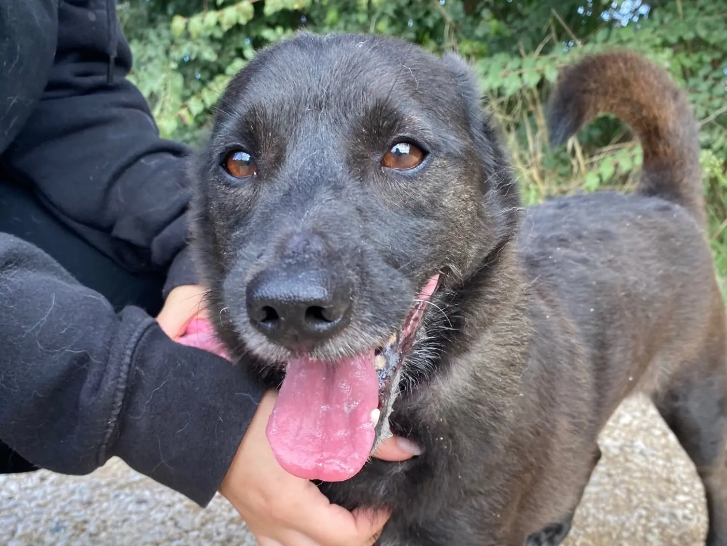 Adozione cane, maschio, Razza sconosciuta Razza sconosciuta, 10 anni e 10 mesi, taglia piccola, Latina