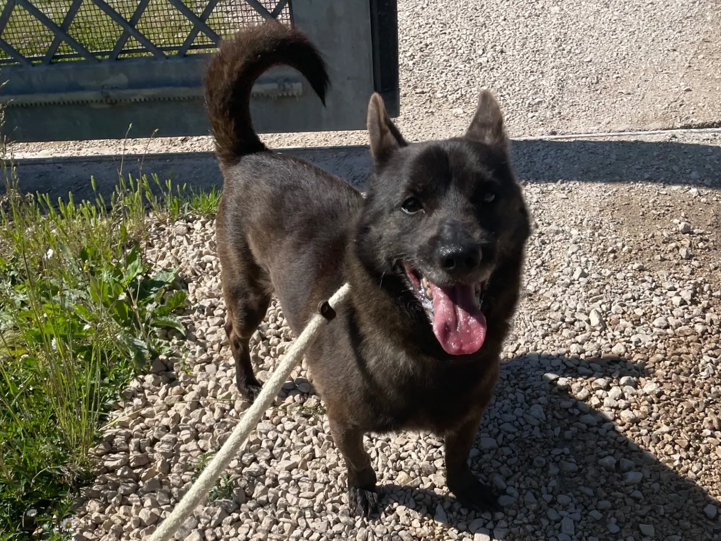 Adotta un cane, taglia piccola, maschio, Latina
