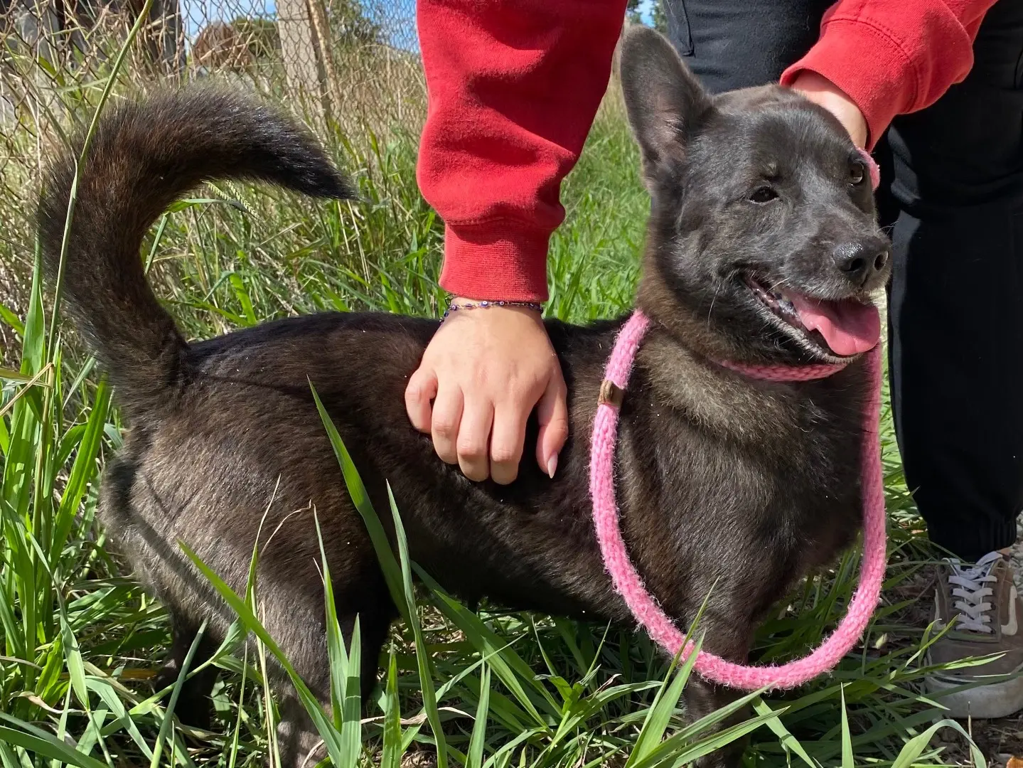 Adotta il cane Giovannino a Latina