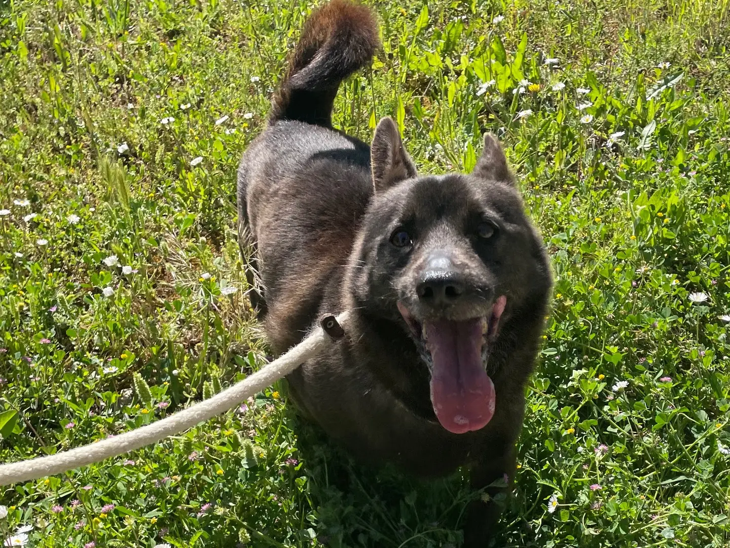 Adotta un cane, maschio, 10 anni e 10 mesi, Latina