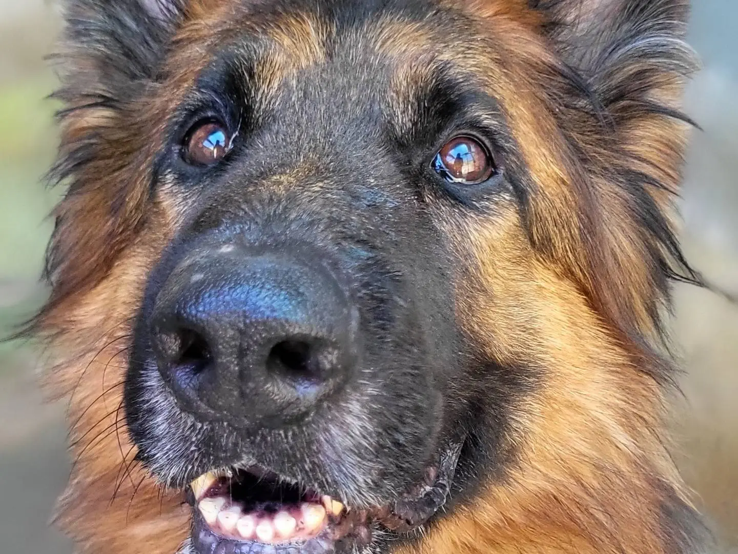 Adozione cane, maschio, Pastore tedesco Razza sconosciuta, 7 anni e 10 mesi, taglia grande, Roma