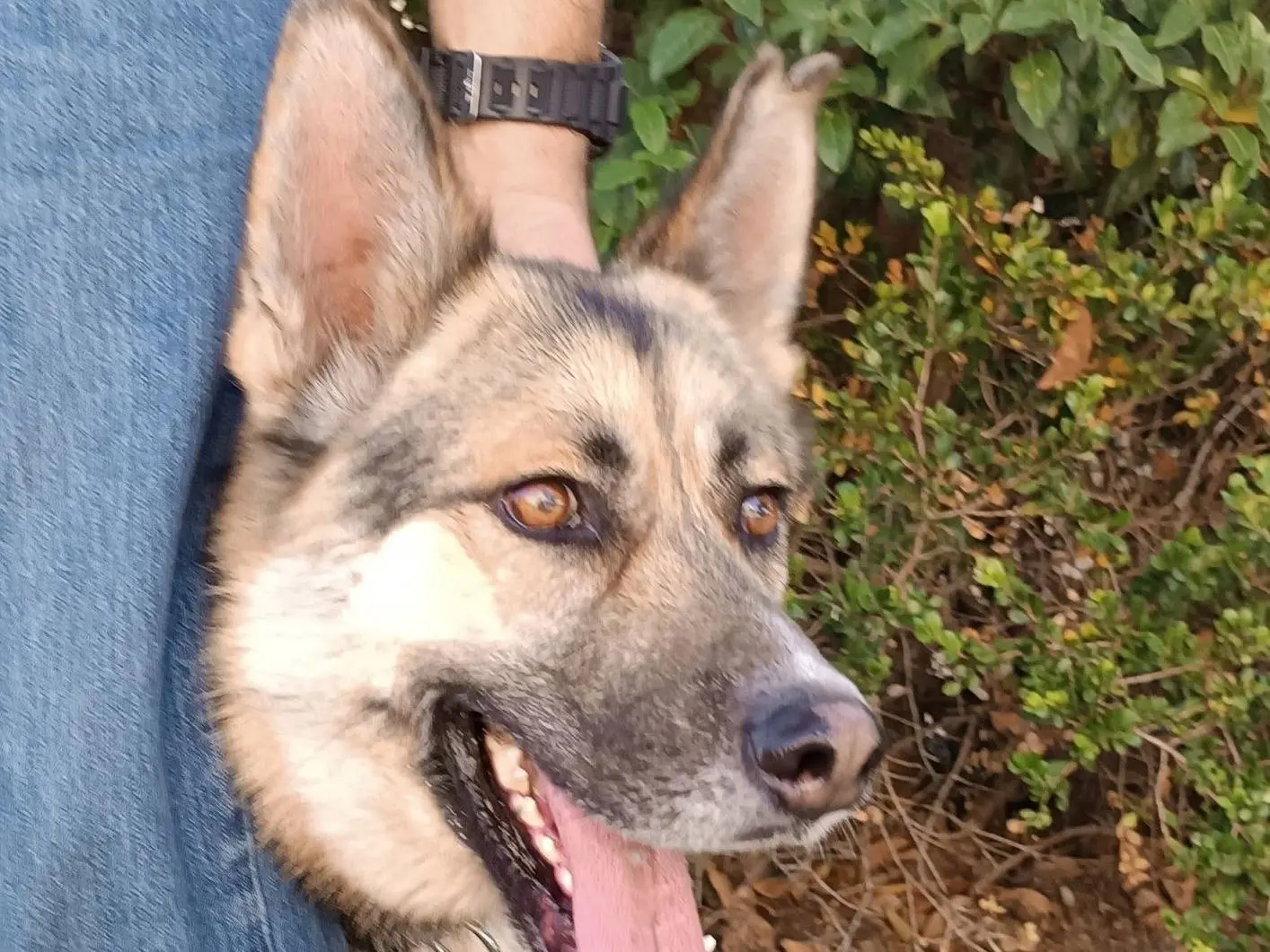Adotta un cane, maschio, 4 anni e 4 mesi, Latina