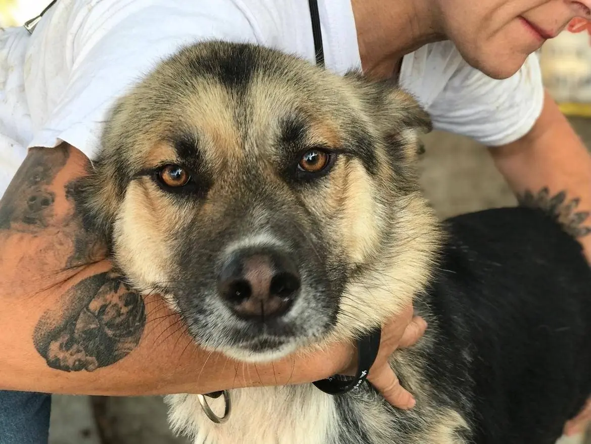 Adozione cane, maschio, Pastore tedesco, 4 anni e 4 mesi, taglia grande, Latina