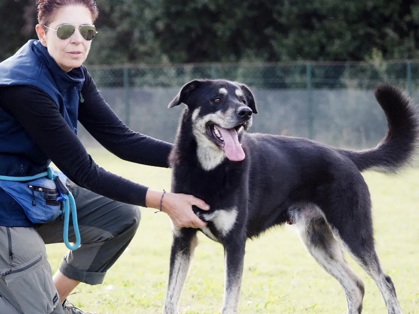 Adotta un cane, taglia media, maschio, Roma