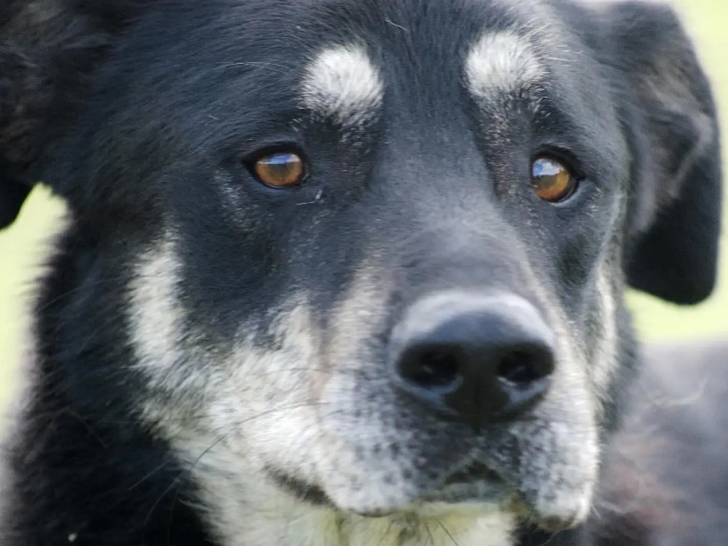 Adozione cane, maschio, meticcio, 9 anni e 9 mesi, taglia media, Roma