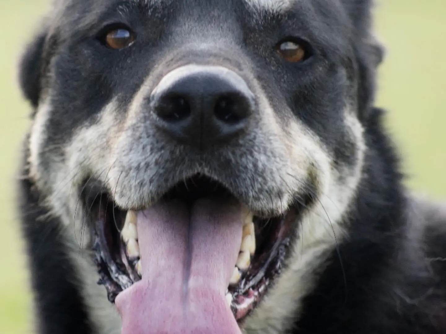 Adotta un cane, maschio, 9 anni e 9 mesi, Roma